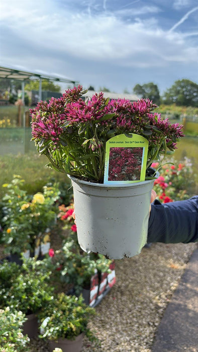 Sedum Spot On Deep Rose 1.5 Litre Pot