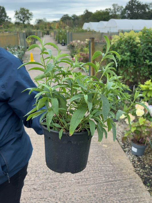 Cistus Purpureus 2 Litre Pot