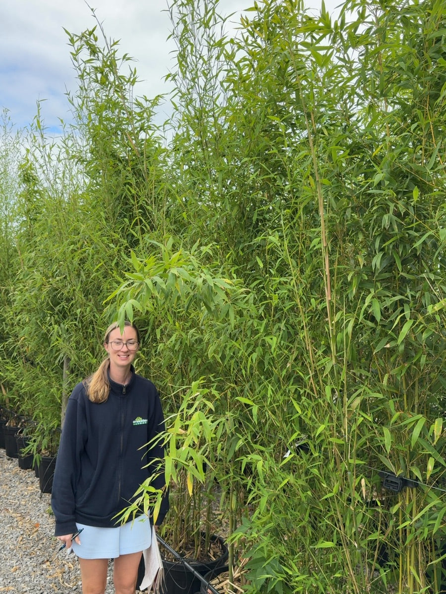 Golden Bamboo Phyllostachys Aurea 250-300cm