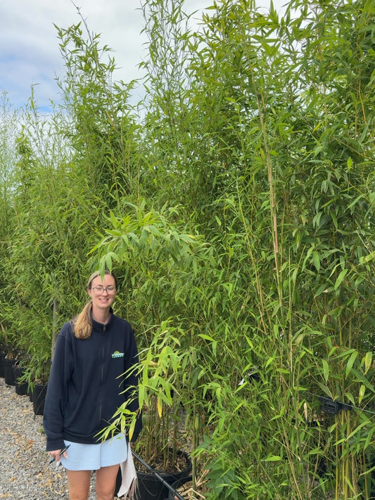 Golden Bamboo Phyllostachys Aurea 250-300cm