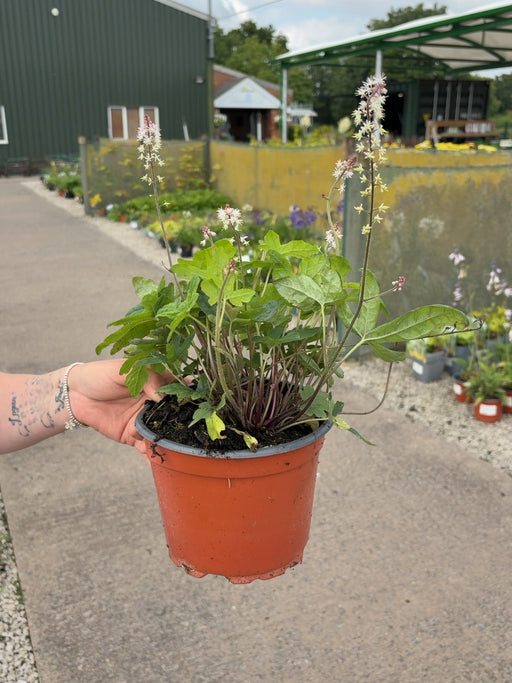 Tiarella Spring Symphony 2 Litre Pot