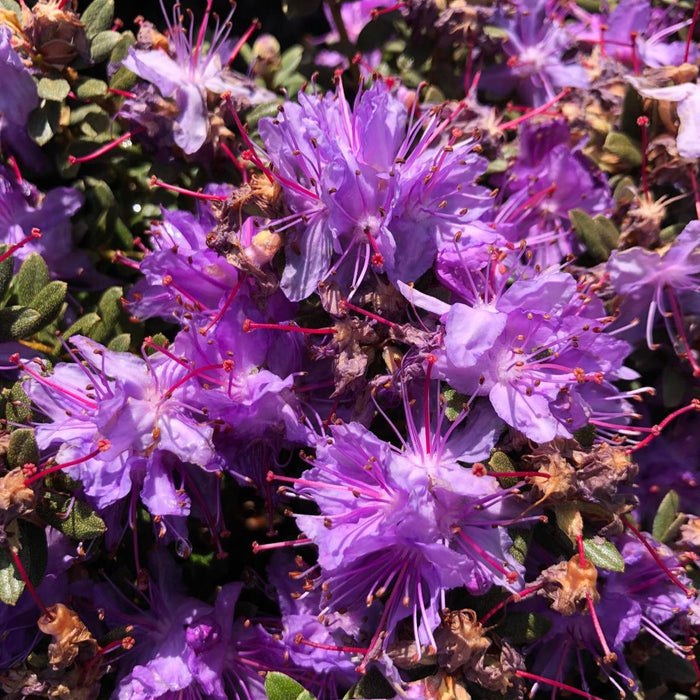 Rhododendron Impeditum Azurika 2.5 Litre Pot  Delivery March