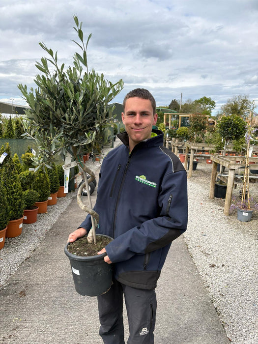 Olea Europea - Olive 1/2 Standard 80cm Spiral Stem