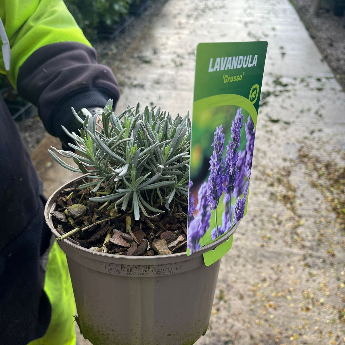 Lavender Grosso 2 Litre Pot  Grasslands Nursery