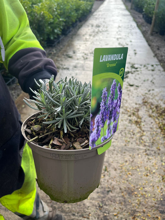 Lavender Grosso 2 Litre Pot