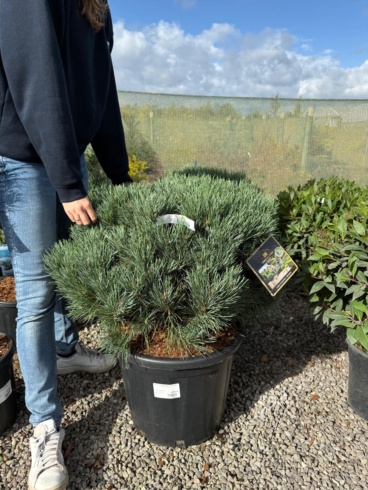 Pinus Sylvestris Watereri 35 Litre Pot 60/70cm
