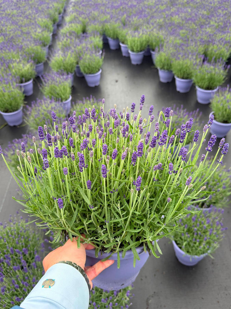 Lavender Angustifolia Hidcote 5 Litre Pot