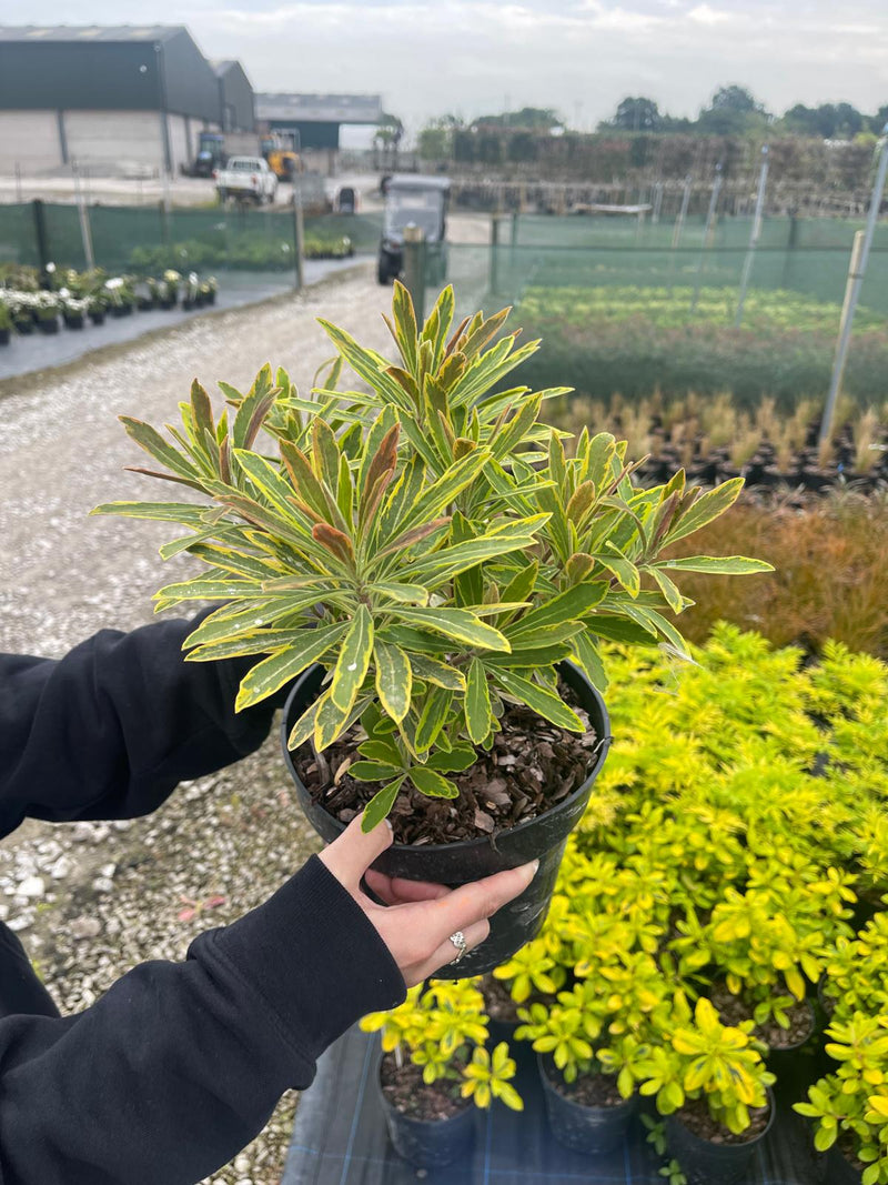 Euphorbia Ascot Rainbow 3 Litre Pot