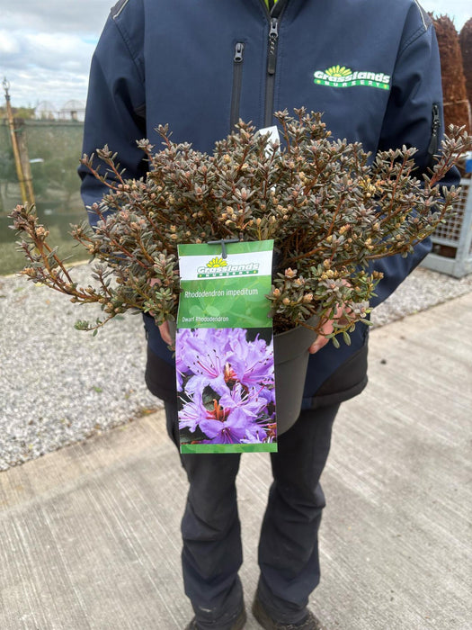 Rhododendron Impeditum 4.5 Litre Pot