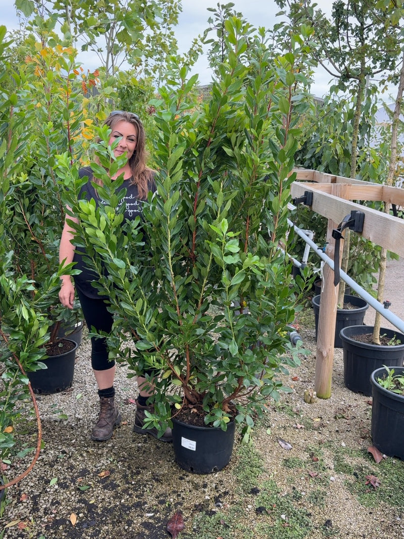 Arbutus Unedo 20 Litre Pot 150/175cm