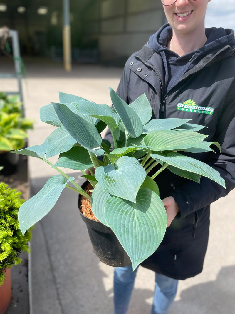 Hosta Halcyon 7.5 Litre Pot