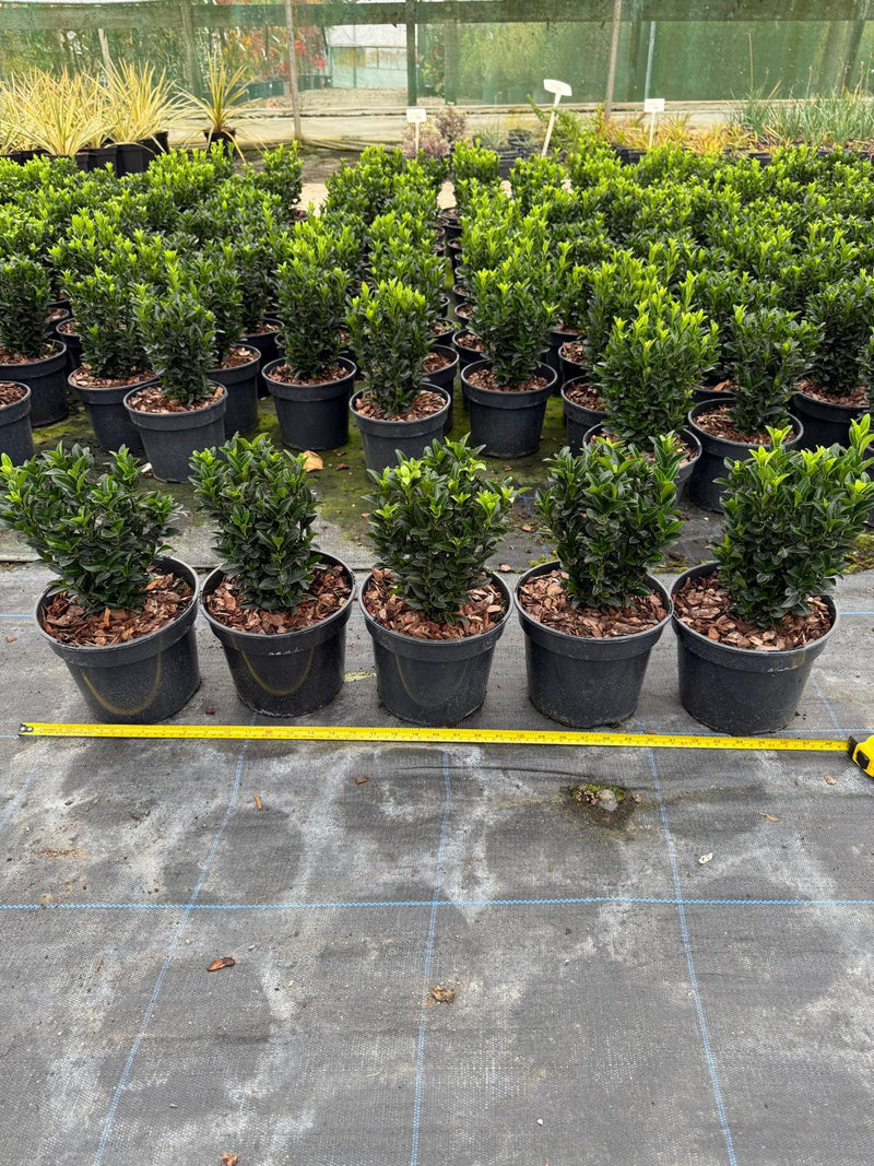 Euonymus Green Spire 3 Litre Pot 20cm Bushy