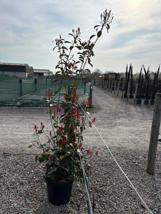 Photinia Red Robin 35 Litre Pot 160-180 cm