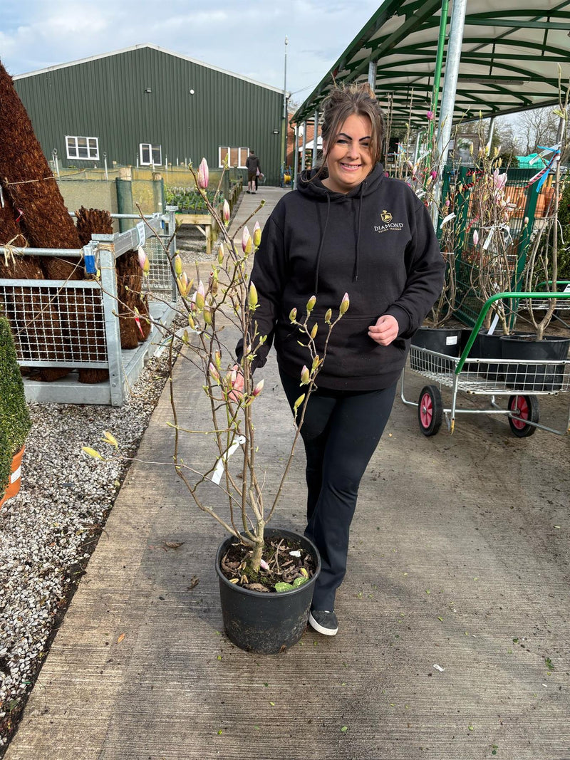 Magnolia Soulangeana 20 Litre Pot 100/125cm