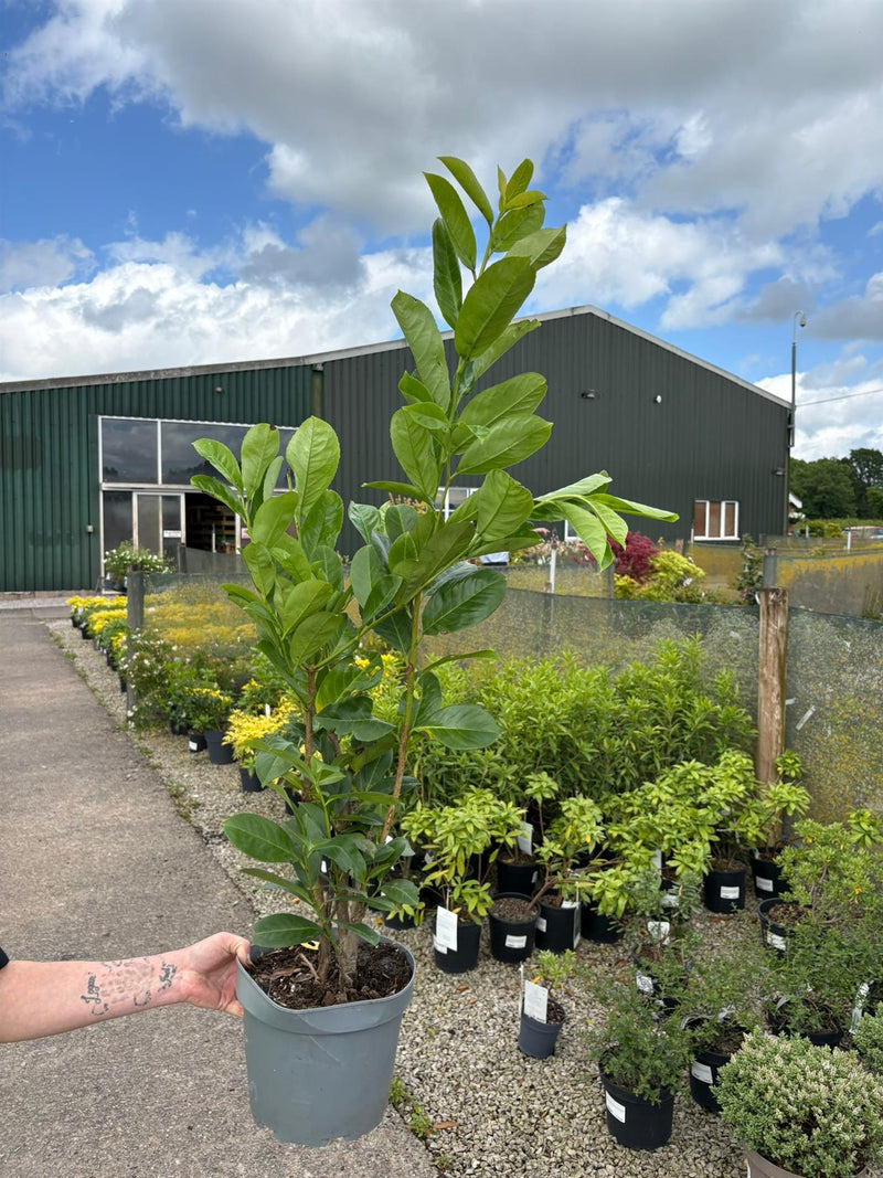 Cherry Laurel Hedging  5 Litre Pot 60/80cm