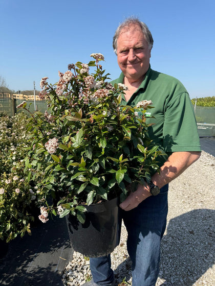 Viburnum Tinus 70-90cm Potted Pre-Order For June Delivery Onwards