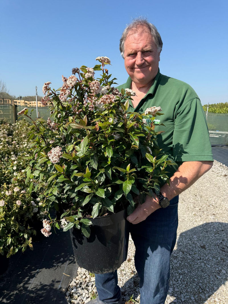 Viburnum Tinus 70-90cm Potted