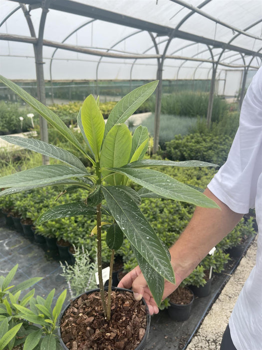 Edgeworthia Chrysantha 3 Litre Pot