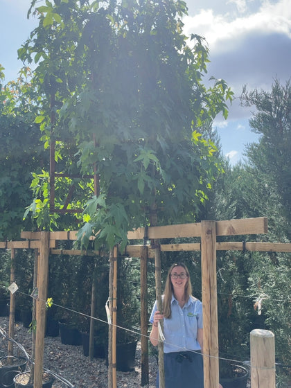 Liquidambar Styraciflua Pleached 180 Stem With 120cm x 120cm Frame Above