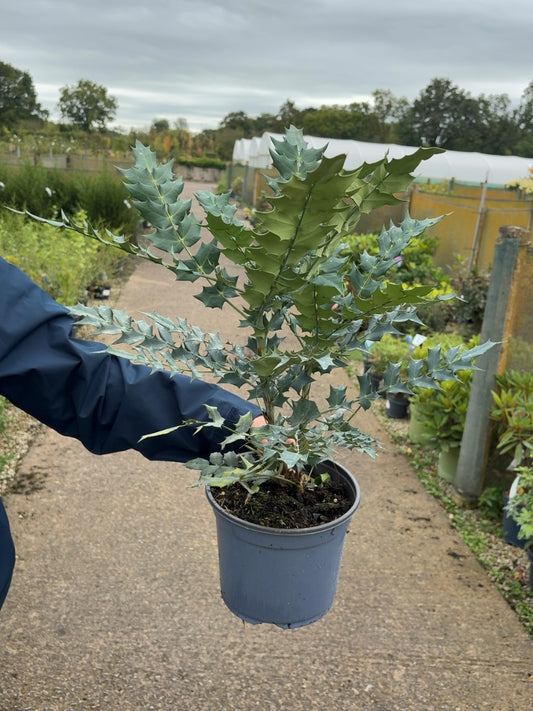 Mahonia Winter Sun 3 Litre Pot
