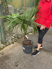 Trachycarpus Fortunei 18 Litre Pot