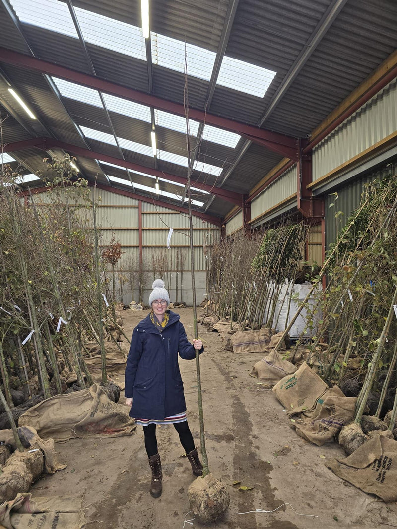Tilia C. Greenspire Standard 8-10cm Girth