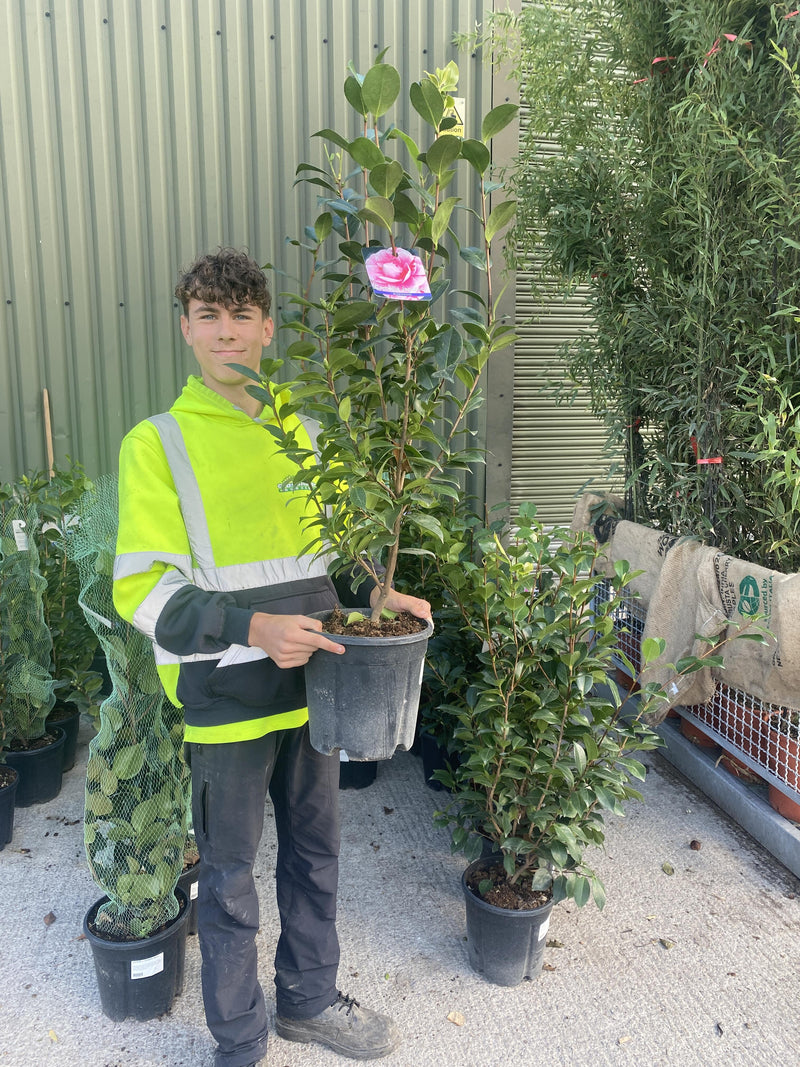 Camellia Jap. Bonamania 9 Litre Pot