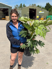 Fatsia Spiders Web 7 Litre Pot