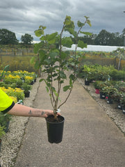 Hazel Hedging 2 Litre Pot 60-80cm