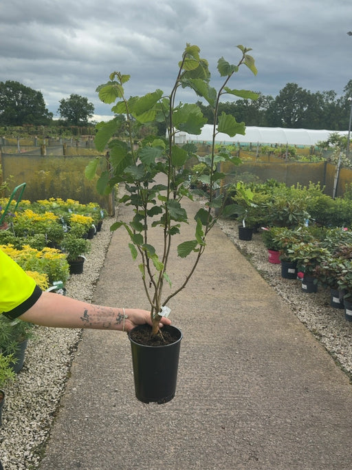 Hazel Hedging 2 Litre Pot 60-80cm