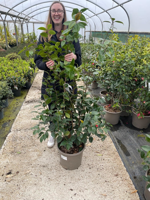Camellia Jap. Blood of China 15 Litre Pot