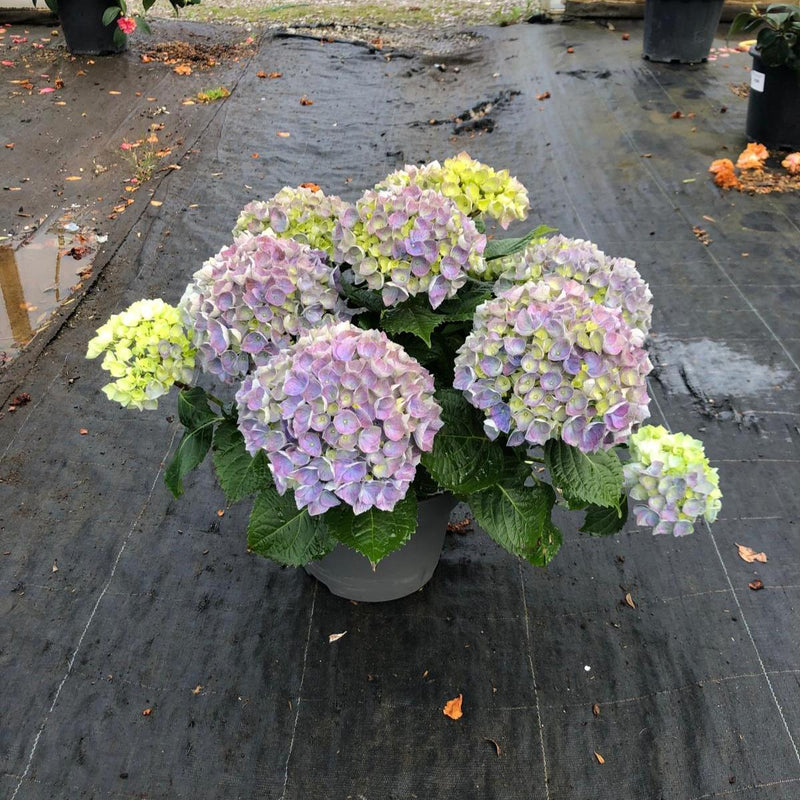 Hydrangea Mac Blue Ball 3 Litre Pot