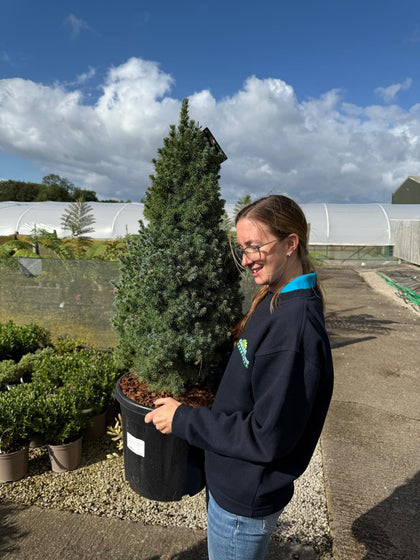 Picea Glauca Sanders Blue 20 Litre Pot