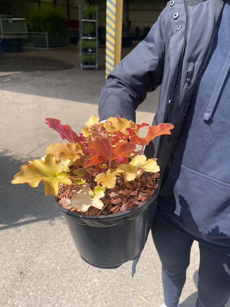 Heuchera Marmalade 3 Litre Pot