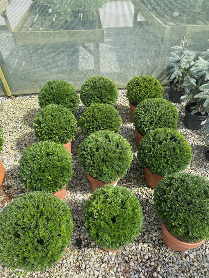 Yew Ball 10 Litre Pot 35-40cm