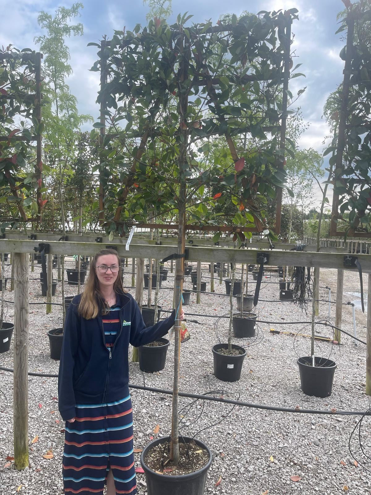 Pleached Photinia Trees (Red Robin) | Established Full Frames ...