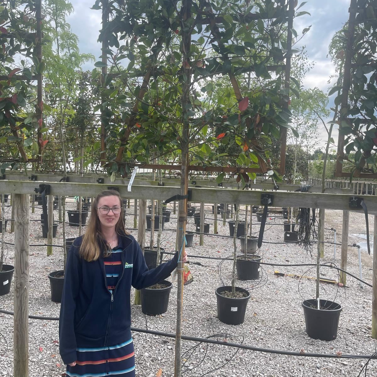 photinia red robin 150 cm Photinia Red Robin Pleached 150cm Stem 120 x 120 cm Frame — Grasslands  Nursery