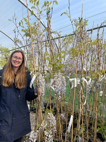 3 Plants For The Price of 2 Wisteria Jissai 3 Litre Pot
