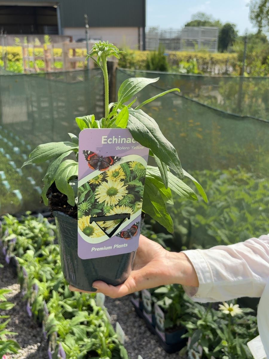 Echinacea Bolero Yellow 2 Litre Pot