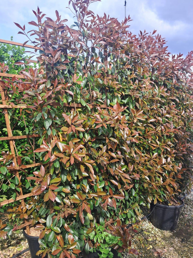 Photinia x fraseri Red Robin Pleached Wall Frame 200cm H x 130cm W