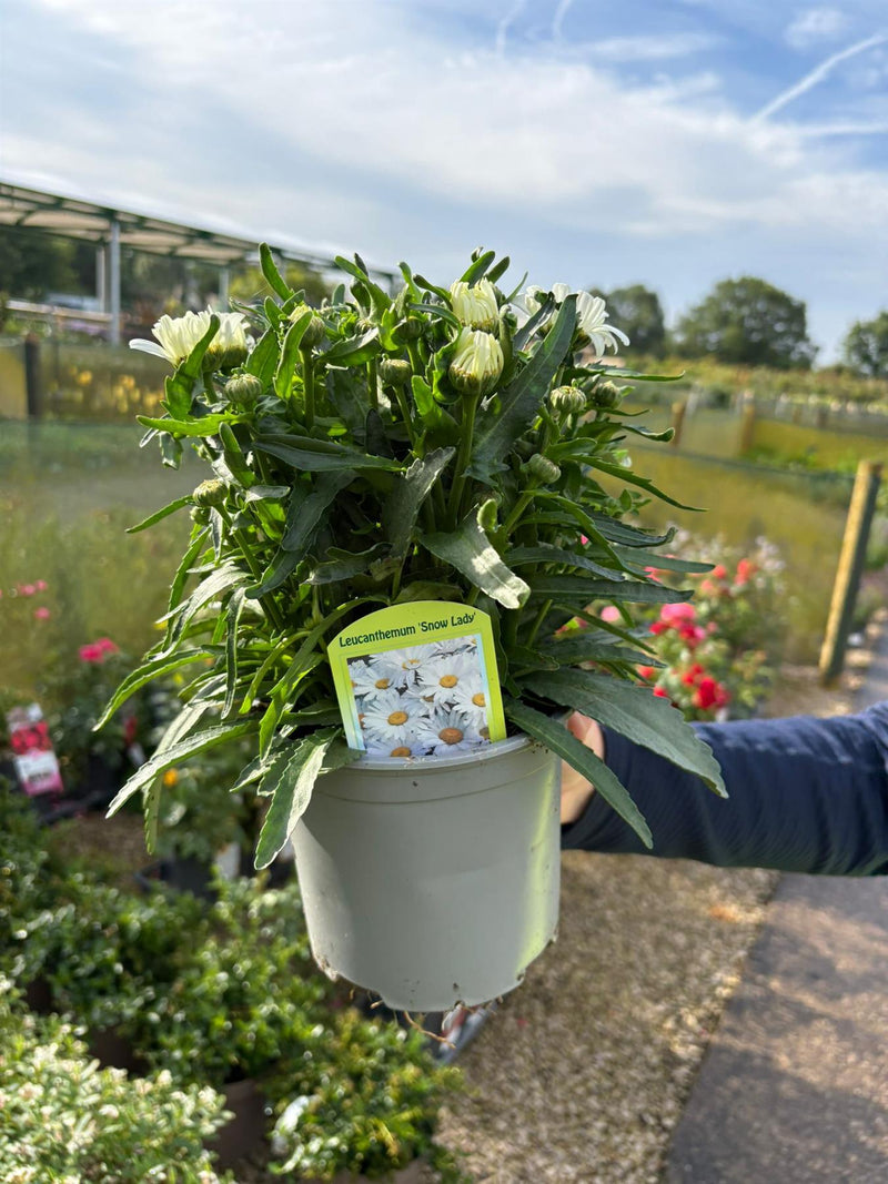 Leucanthemum Snow Lady 1.5 Litre Pot