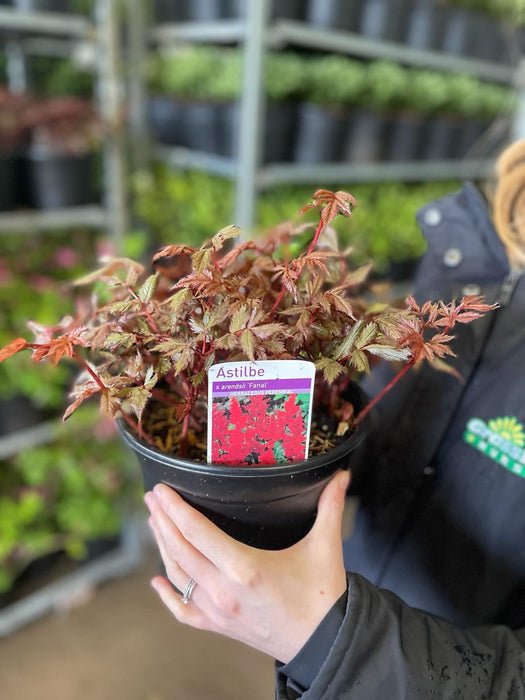 Astilbe arendsii Fanal 11cm Pot