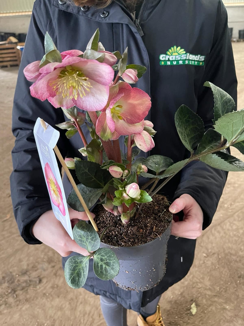 Helleborus Elemental 15cm Pot