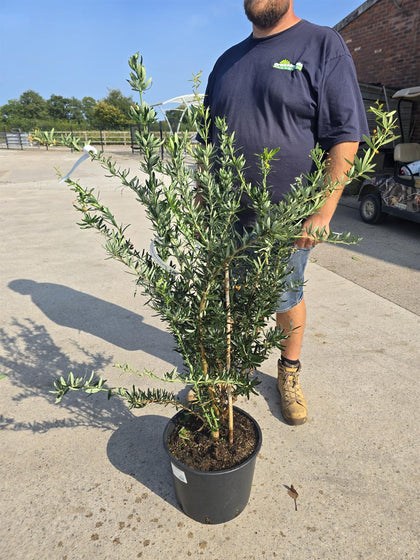 Berberis lin. Orange King 20 Litre Pot 100/125cm Tall