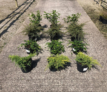 12 x Ground Cover Mixed Border Pack