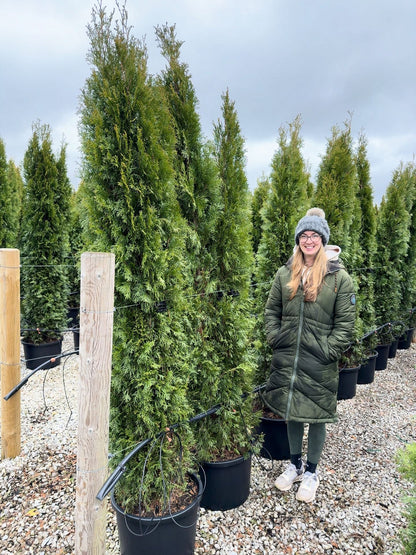 Thuja Occidentalis Emerald  200/220cm