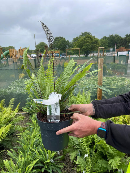 Blechnum Spicant 3 Litre Pot