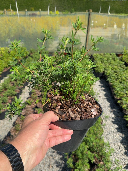 Potentilla fruticosa Goldfinger - Shrubby Cinquefoil3 Litre Pot