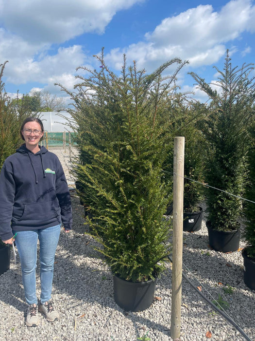 Yew Hedging 175/200cm 40 Litre Pot Order For June