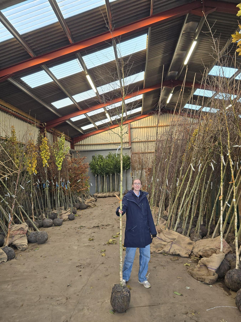 Betula Pendula Schneverd Goldbirke 8/10cm Girth  Pre-Order/Ready For June